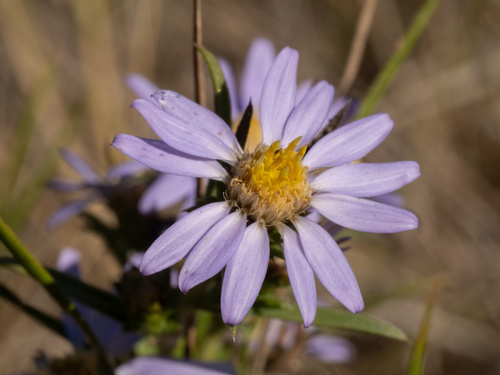 Eurybia hemispherica, photograph 3