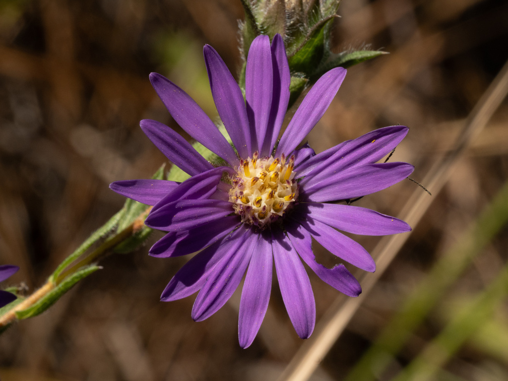 Symphyotrichum pratense; photograph (c) Turner Brockman, some rights reserved (CC BY-SA)