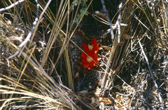 Aylostera fiebrigii
