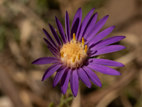 Symphyotrichum pratense, photograph 6