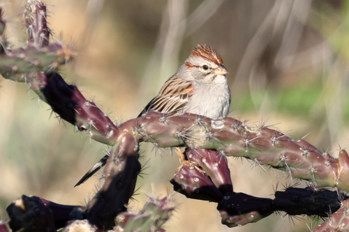 Rufous-winged Sparrow (Peucaea carpalis)