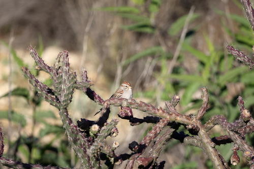 Rufous-winged Sparrow (Peucaea carpalis), photo 2