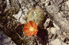 Aylostera fiebrigii