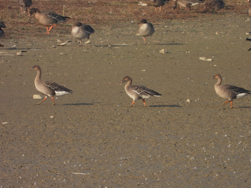 Tundra Bean Goose