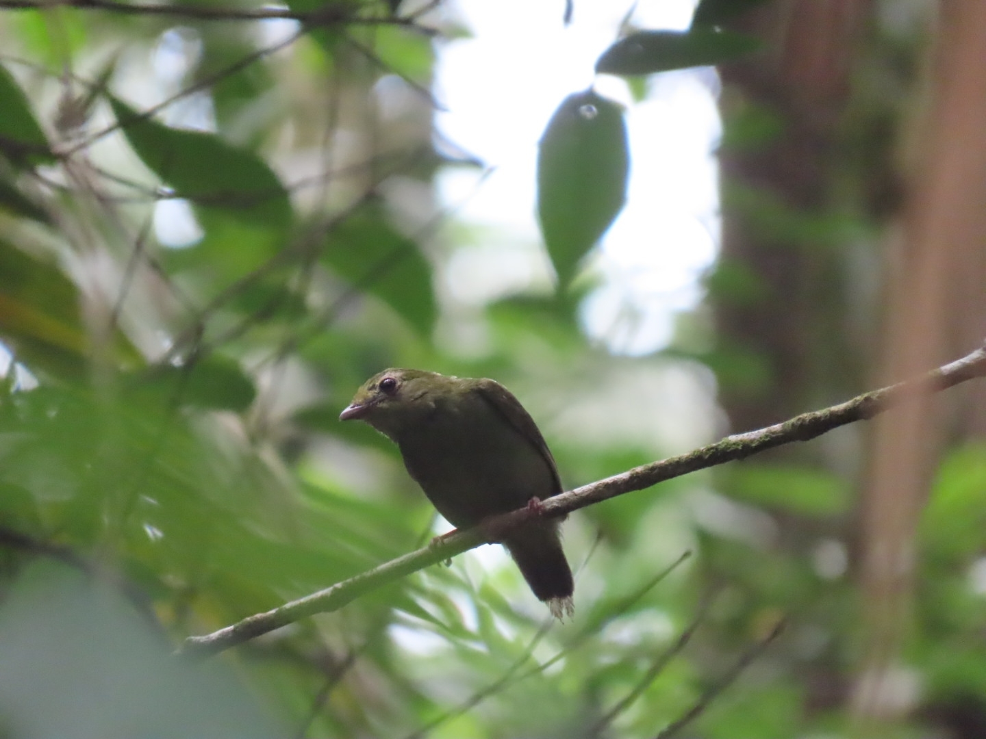White-bearded Manakin (Manacus manacus), photo 3