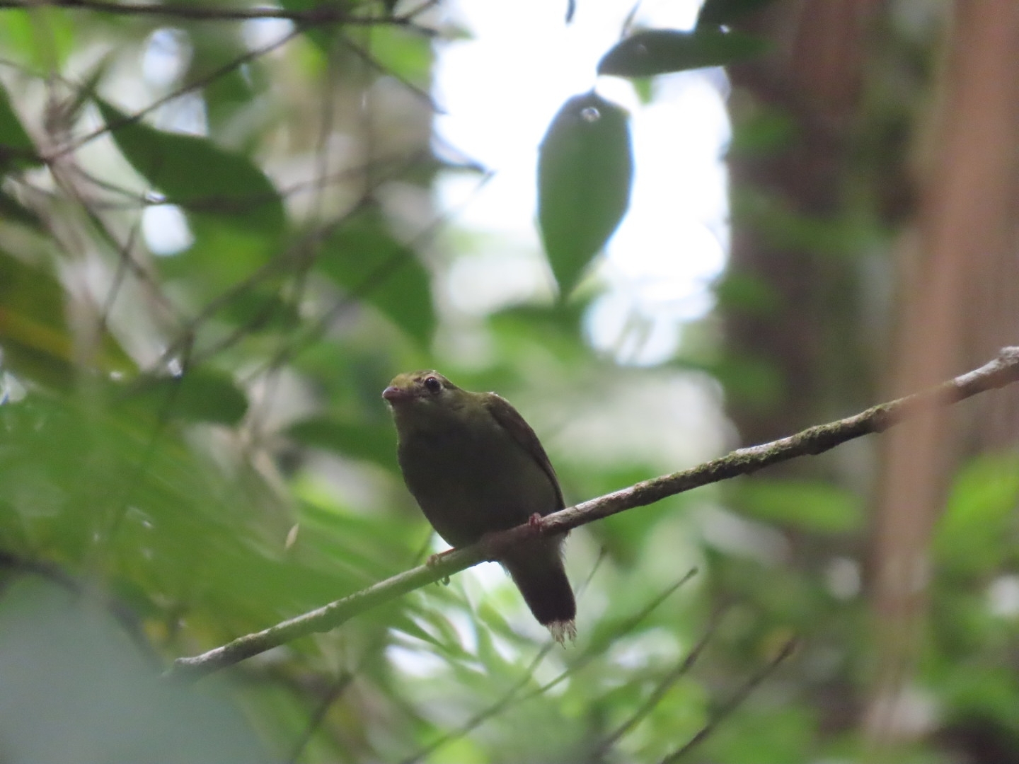 White-bearded Manakin (Manacus manacus), photo 4