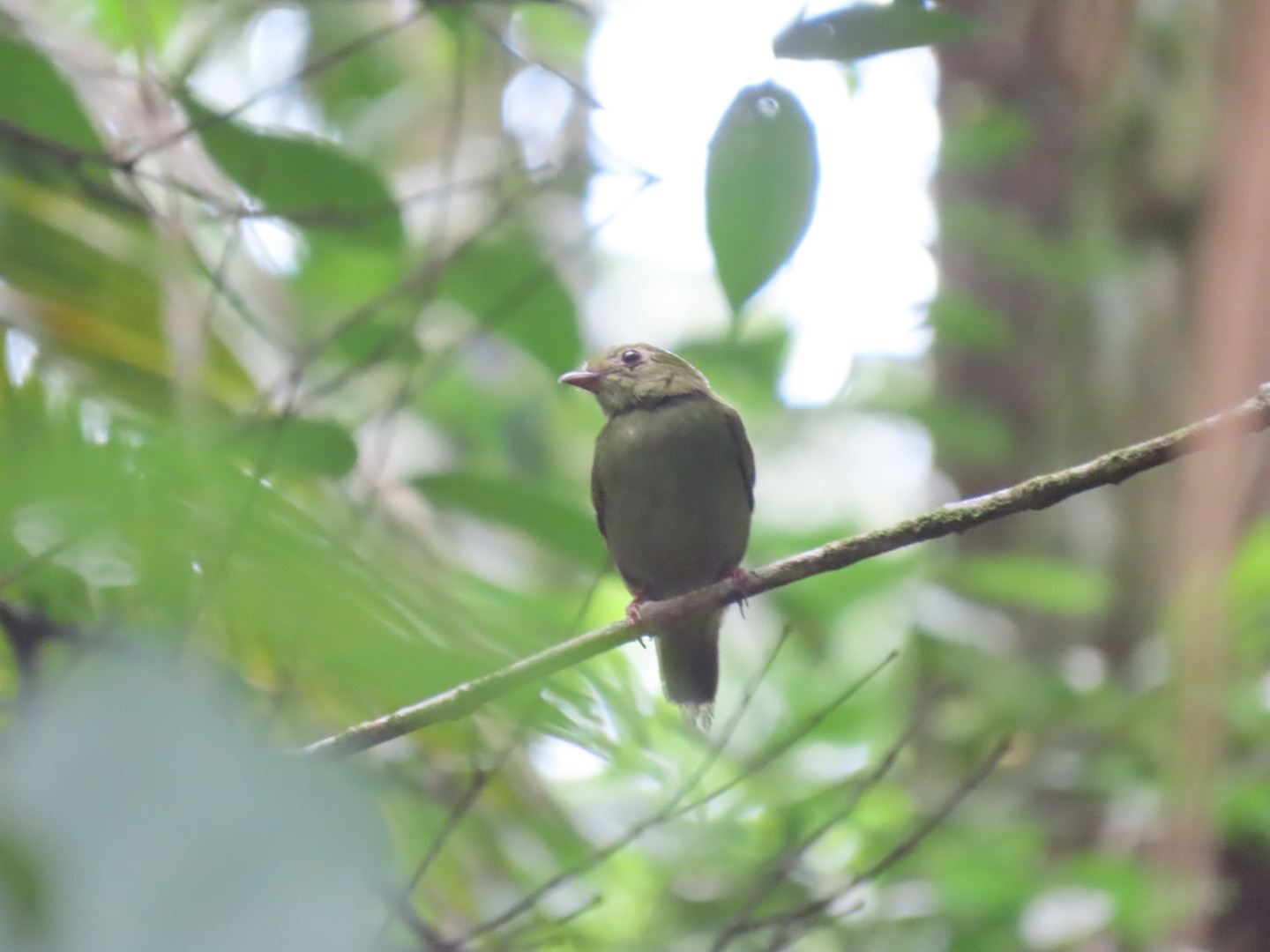 White-bearded Manakin (Manacus manacus), photo 5