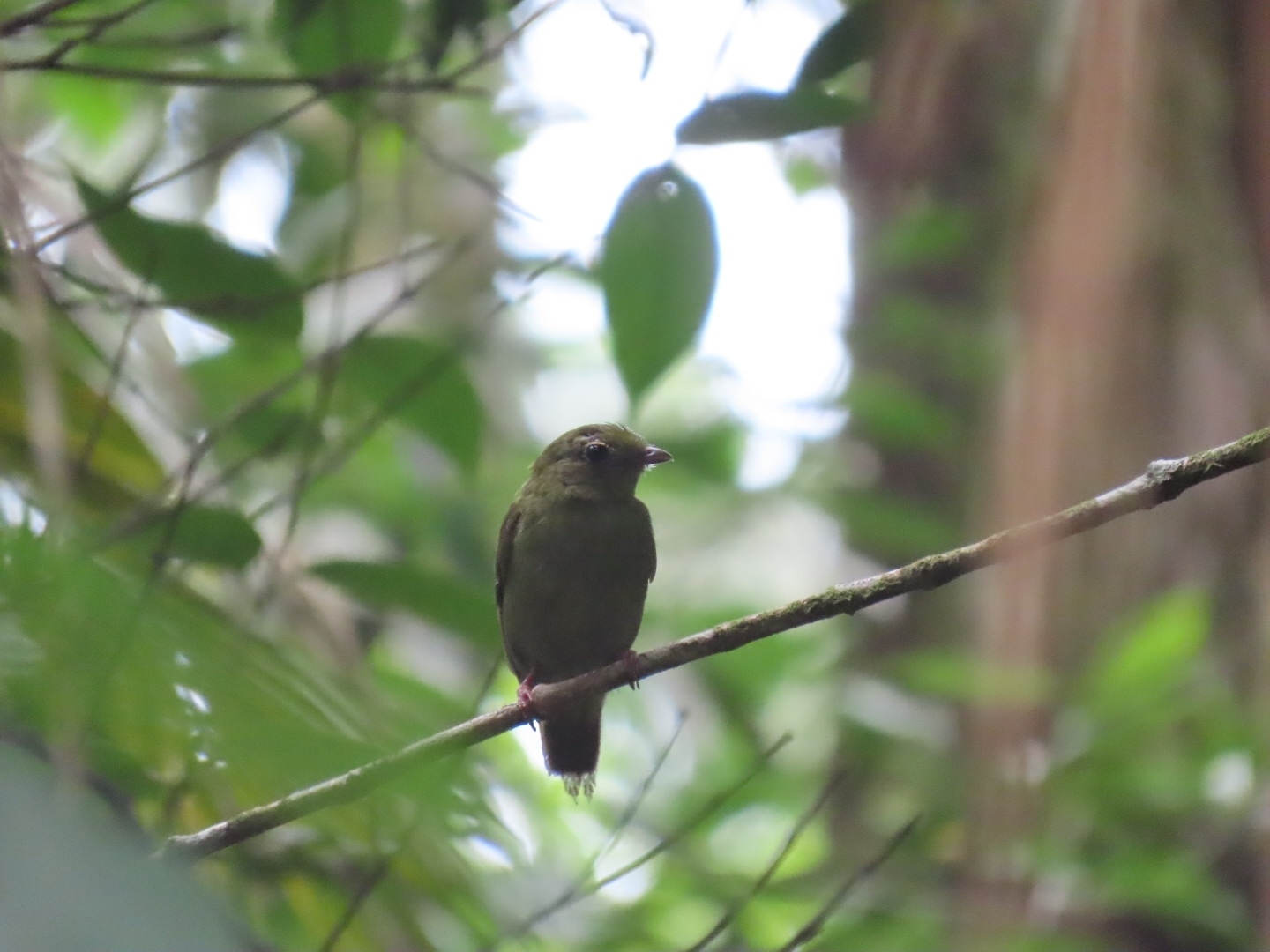White-bearded Manakin (Manacus manacus), photo 6