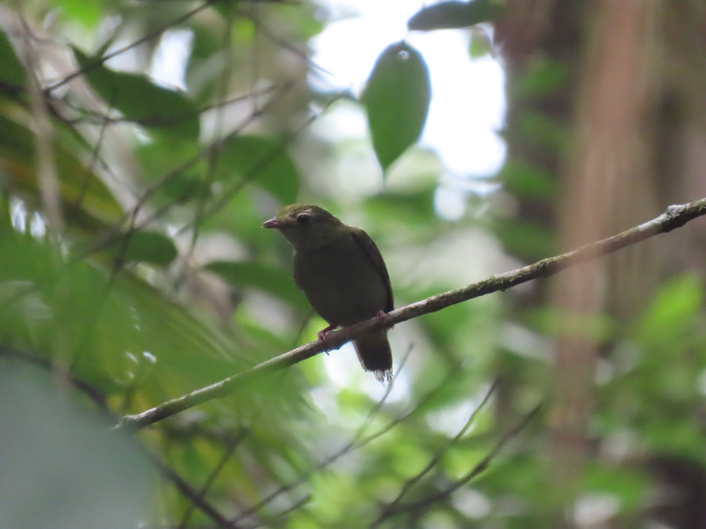 White-bearded Manakin (Manacus manacus), photo 7