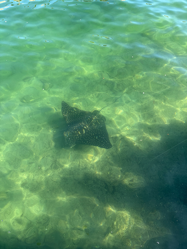 Spotted eagle ray