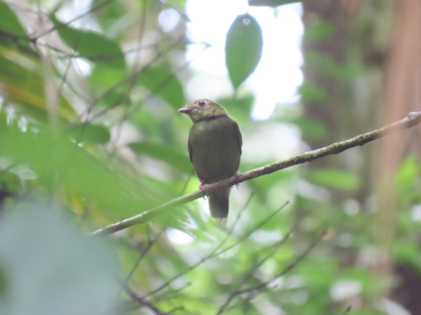 White-bearded Manakin (Manacus manacus), photo 8