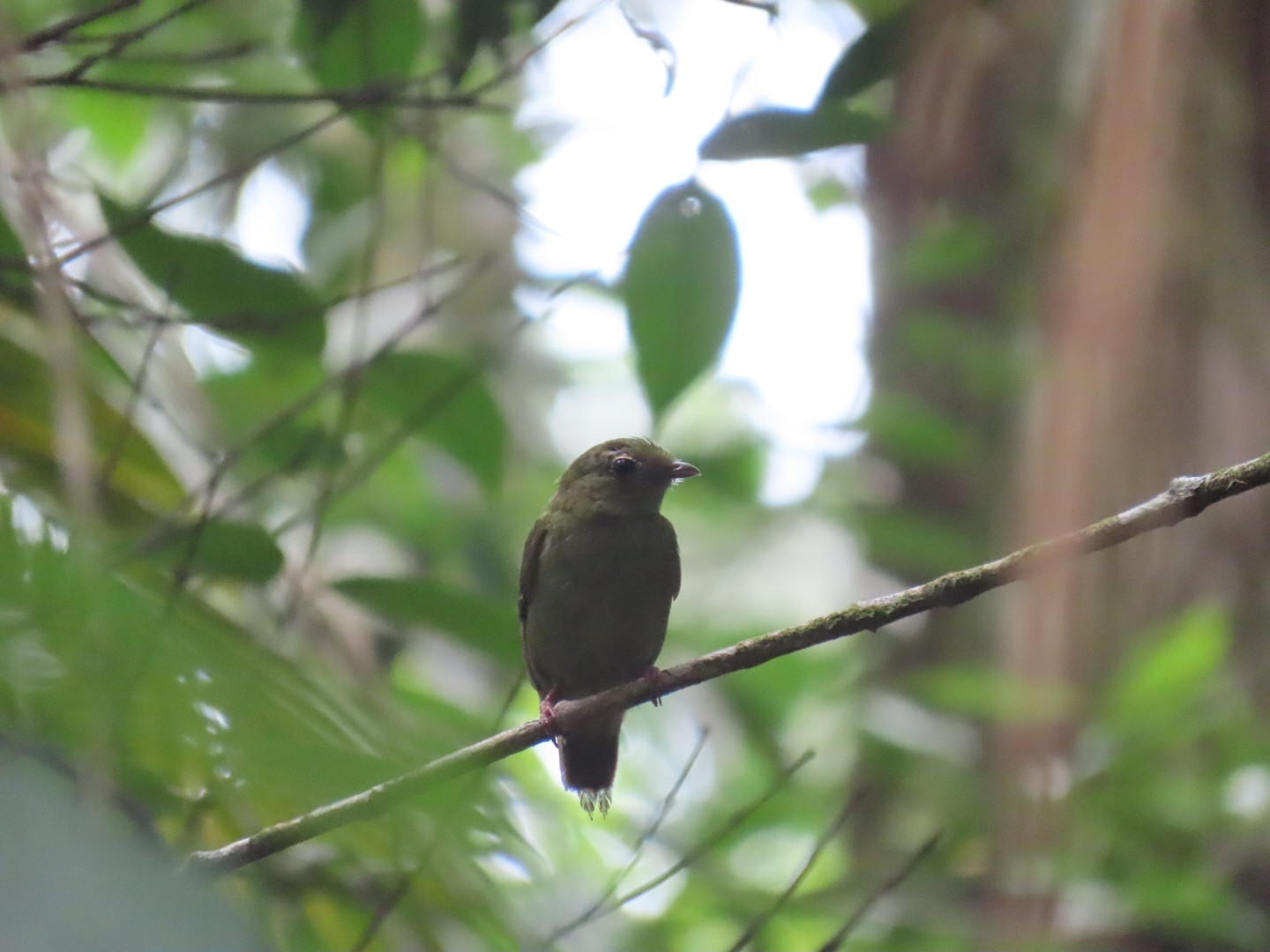 White-bearded Manakin (Manacus manacus), photo 9