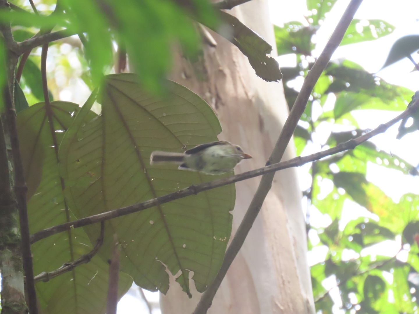 Euler's Flycatcher (Lathrotriccus euleri), photo 1