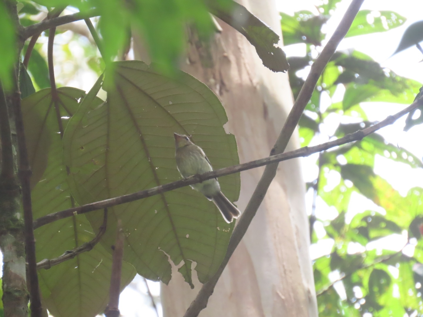 Euler's Flycatcher (Lathrotriccus euleri), photo 2