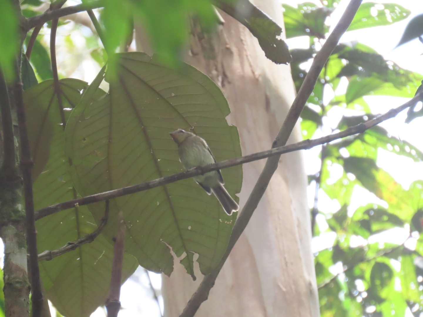 Euler's Flycatcher (Lathrotriccus euleri), photo 7