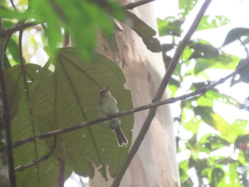 Euler's Flycatcher (Lathrotriccus euleri), photo 8