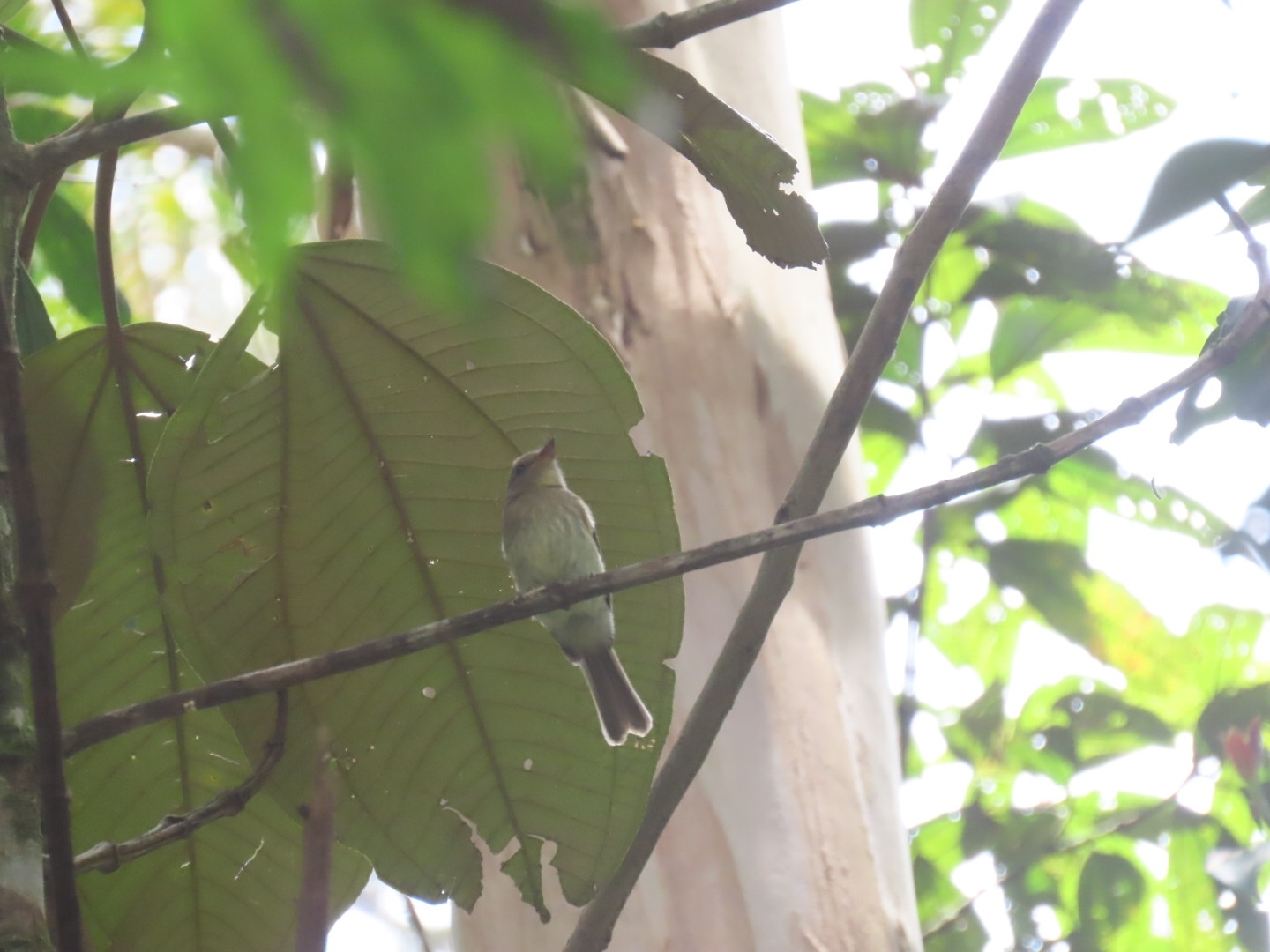 Euler's Flycatcher (Lathrotriccus euleri), photo 8