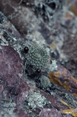 Aylostera fiebrigii