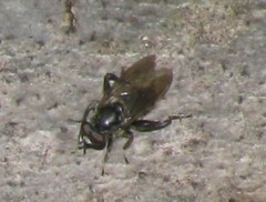 Chalcosyrphus