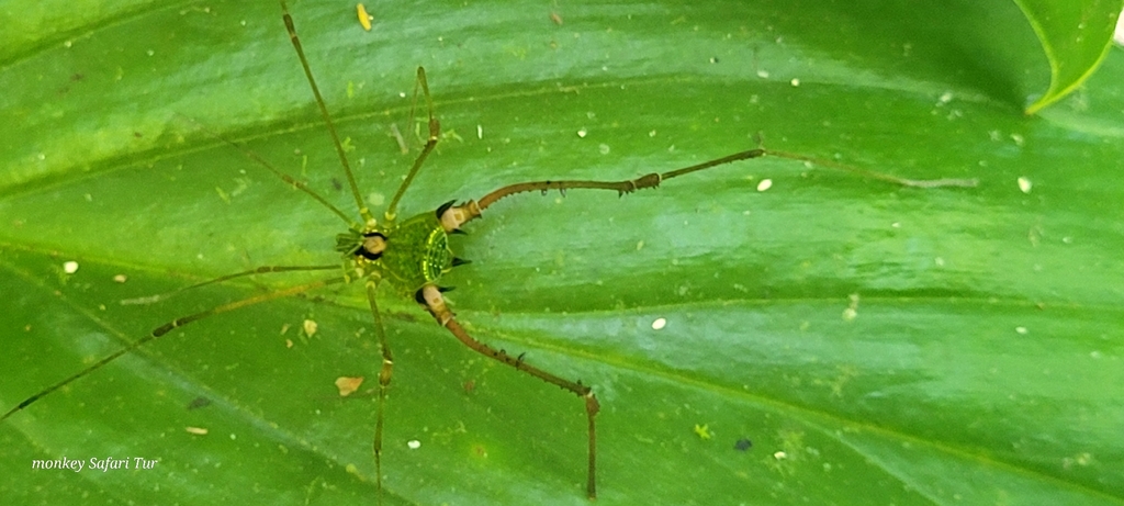 daddy longlegs
