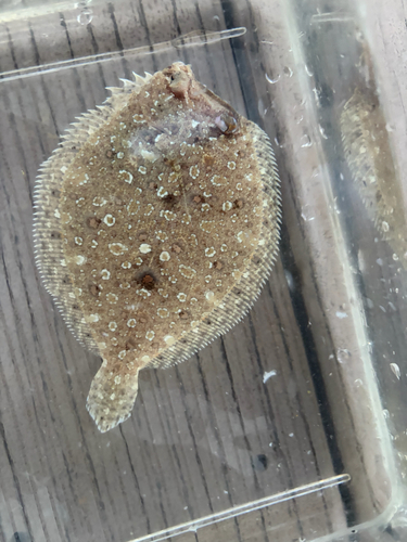Eyed flounder (Bothus ocellatus) — Bothidae