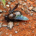 Xylocopa suspecta - Photo (c) Gabriel Völker Lacerda, some rights reserved (CC BY-NC), uploaded by Gabriel Völker Lacerda