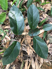Urceola micrantha