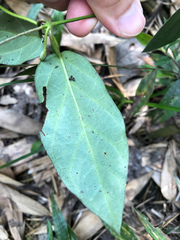 Urceola micrantha