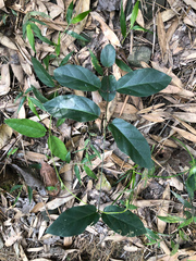 Urceola micrantha
