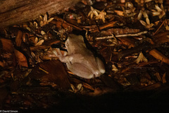 Litoria dentata