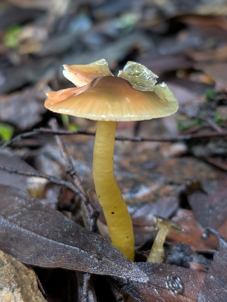 Gliophorus psittacinus · January 2026 · photo: © kueda (iNaturalist, cc0)
