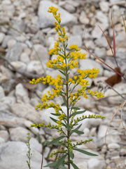 (c) Turner Brockman, some rights reserved (CC BY-SA) Solidago juliae, photograph (c) Turner Brockman, some rights reserved (CC BY-SA)