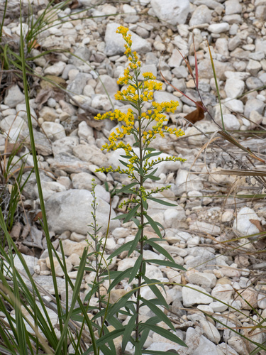 Solidago juliae, photograph 6