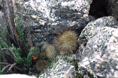 Aylostera fiebrigii
