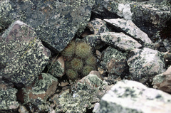 Aylostera fiebrigii