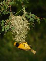 Ploceus intermedius cabanisii