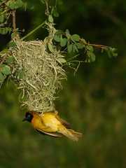 Ploceus intermedius cabanisii