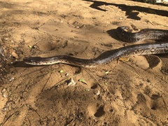 Acrantophis dumerili