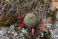 Aylostera fiebrigii