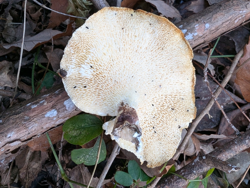 Neofavolus alveolaris · January 2026 · photo: © atsushi_nakajima_cirque (iNaturalist, cc-by)