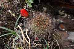Aylostera fiebrigii