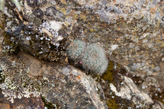 Aylostera fiebrigii