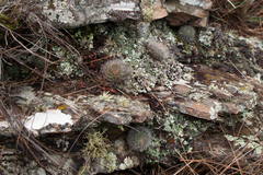 Aylostera fiebrigii