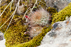 Aylostera fiebrigii