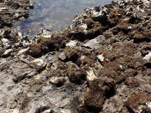 Gelidium caulacantheum observed 2026-01-11