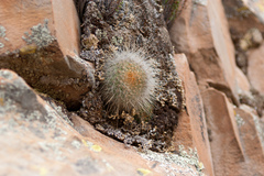 Aylostera fiebrigii