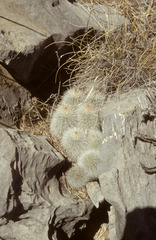 Echinocereus nivosus