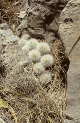 Echinocereus nivosus