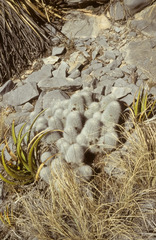 Echinocereus nivosus