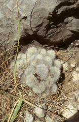 Echinocereus nivosus